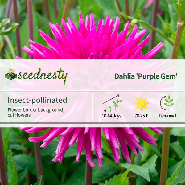 Dahlia 'Purple Gem' Cactus Dahlia Seeds