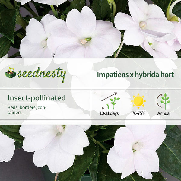 SunPatiens Compact White Seeds