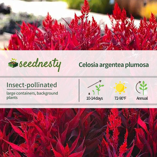 Dragon's Breath Celosia Seeds