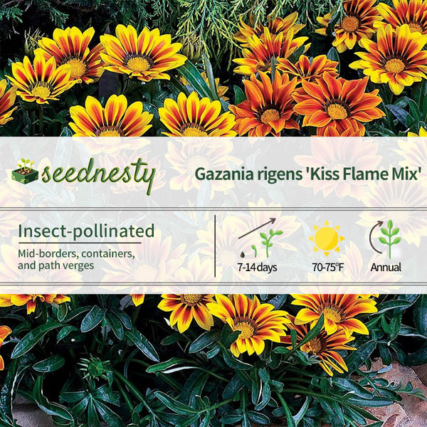 Kiss Flame Mix Hybrid Gazania Seeds