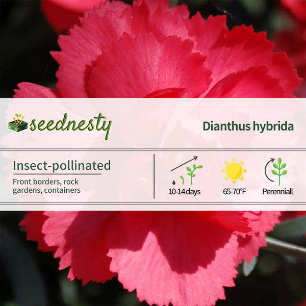 Rosebud Dianthus Seeds