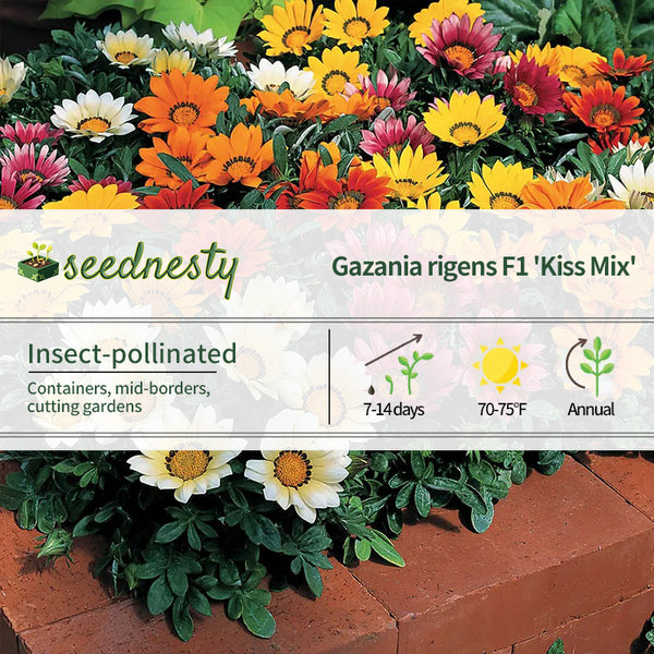 Kiss Mix Hybrid Gazania Seeds