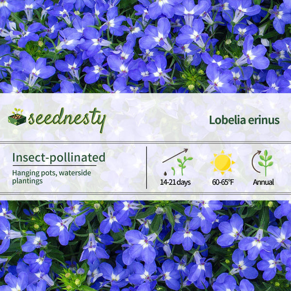 Fountain Blue Lobelia Seeds