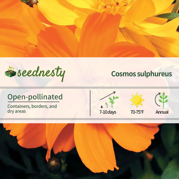Cosmic Orange Cosmos Flower Seeds