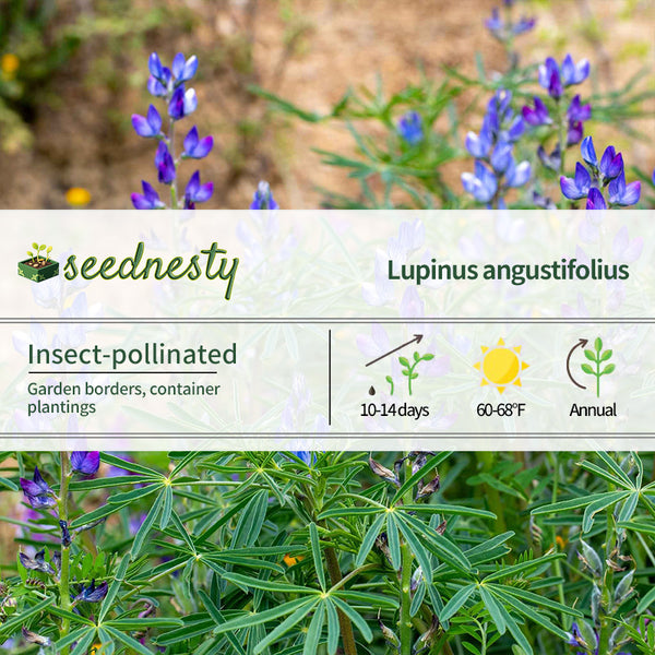 Blue Annual Lupine Seeds