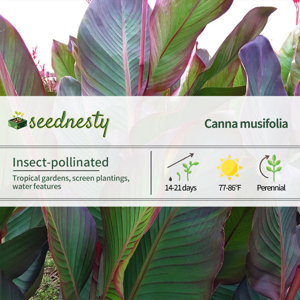 Canna World's Tallest Canna Lily Seeds