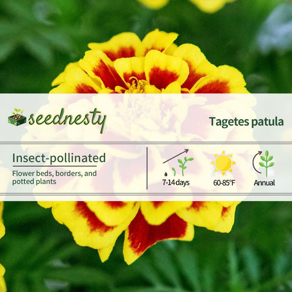 Mango Tango Marigold Seeds