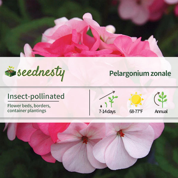 Inspire Appleblossom Geranium Seeds