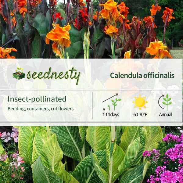 Tropicanna Gold Canna Lily Seeds