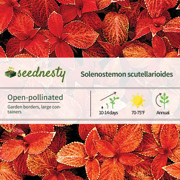 Wizard Sunset Coleus Seeds