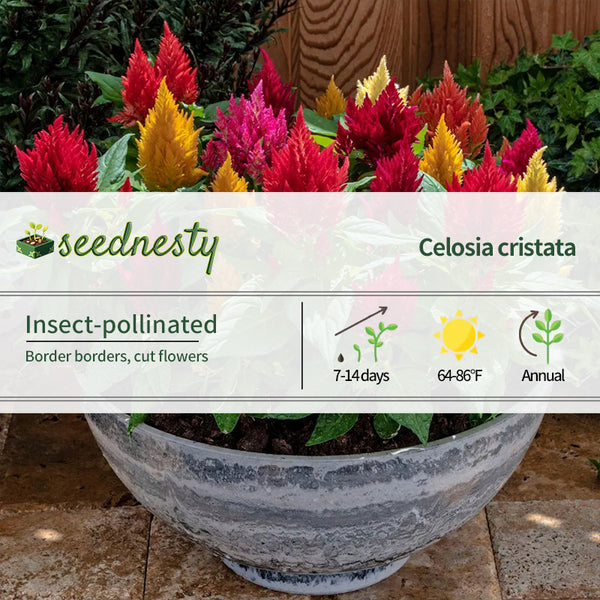 Kimono Mix Celosia Seeds