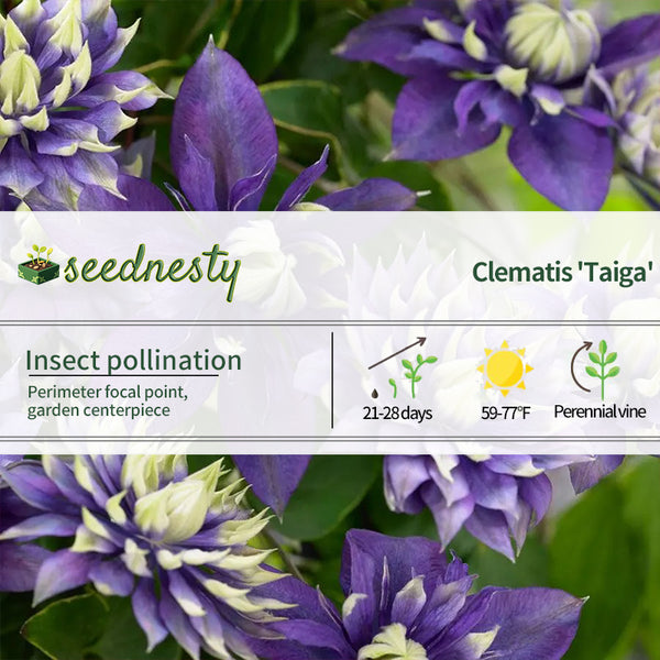 Clematis 'Taiga' Seeds
