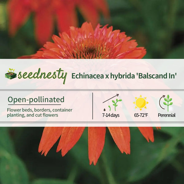 Echinacea Double Scoop Mandarin Seeds