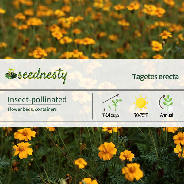 Sow Effortless Collection Golden Guardian Marigold Seed