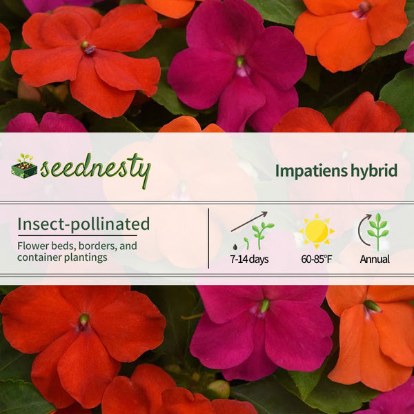 Beacon Sanibel Mixture Hybrid Impatiens Seeds