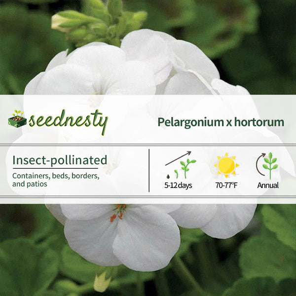 Pinto Premium White F1 Geranium Seeds