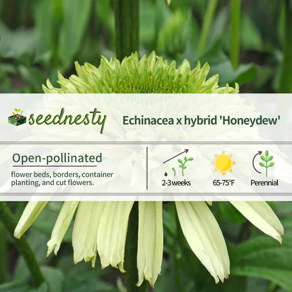 Echinacea Cone - Fections 'Honeydew' Seeds