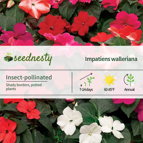 Imara XDR Mix Impatiens Seeds