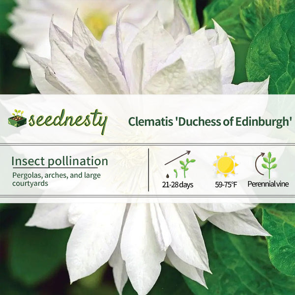 Clematis 'Duchess of Edinburgh' Seeds