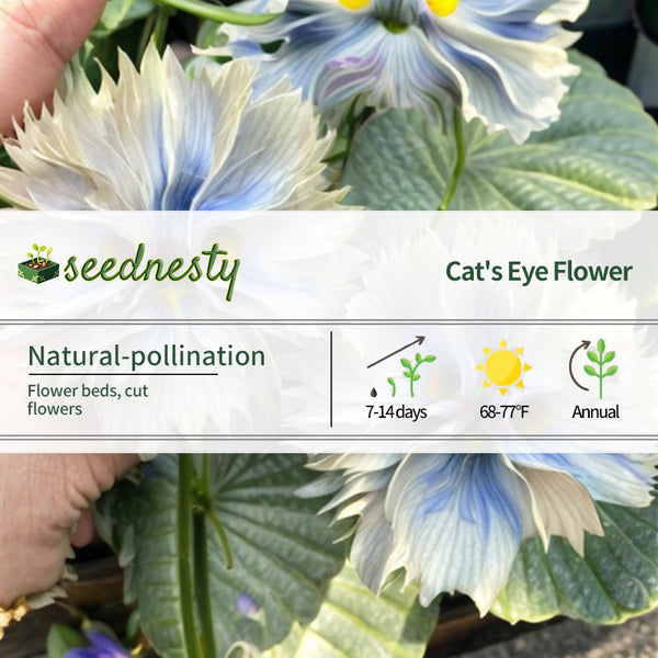 Big Face Flower Seeds