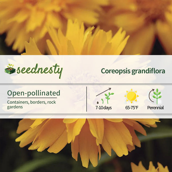 Presto Gold Coreopsis Seeds