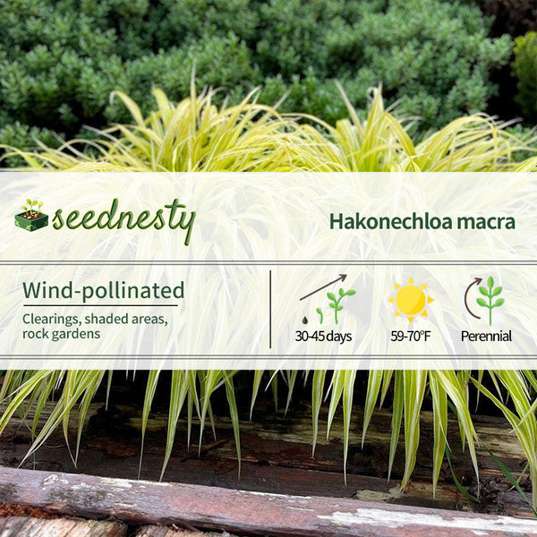 Hakonechloa Lemon Zest Hakone Grass Seeds