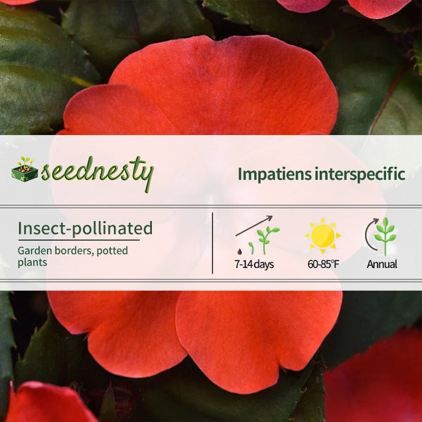 Solarscape Orange Burst Interspecific Impatiens Seeds