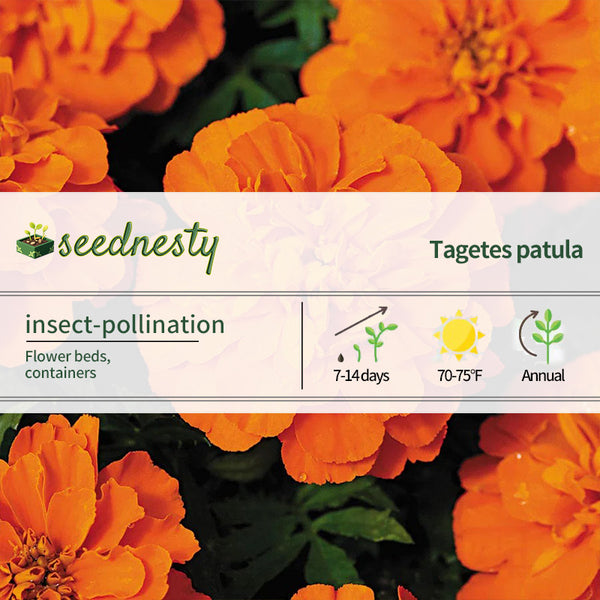 Bonanza Deep Orange Marigold Seeds