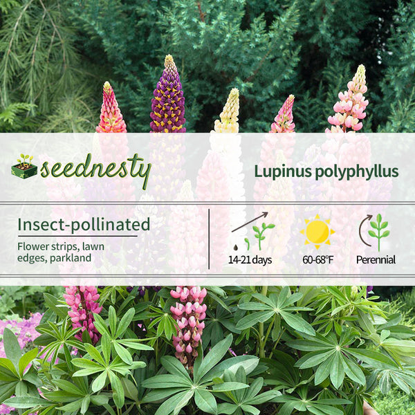 Russell Lupine Seeds