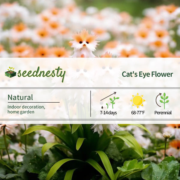 Amazing Plants! Yellow & White Cat's Eye Dazzle Seeds