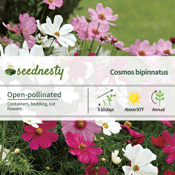 Sonata Mix Cosmos Flower Seeds