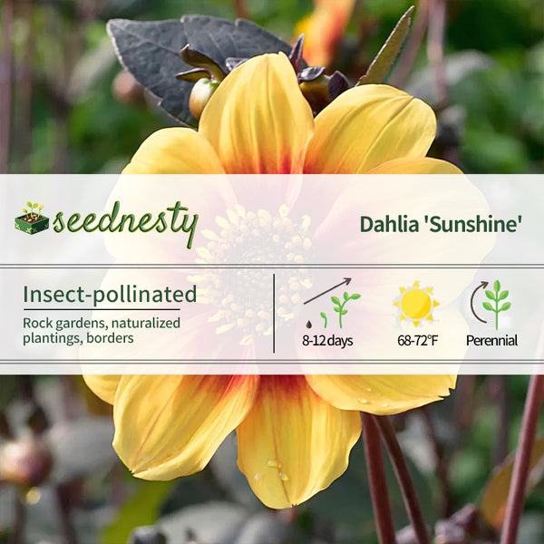 Dahlia 'Sunshine' Dark Leaf Single Seeds
