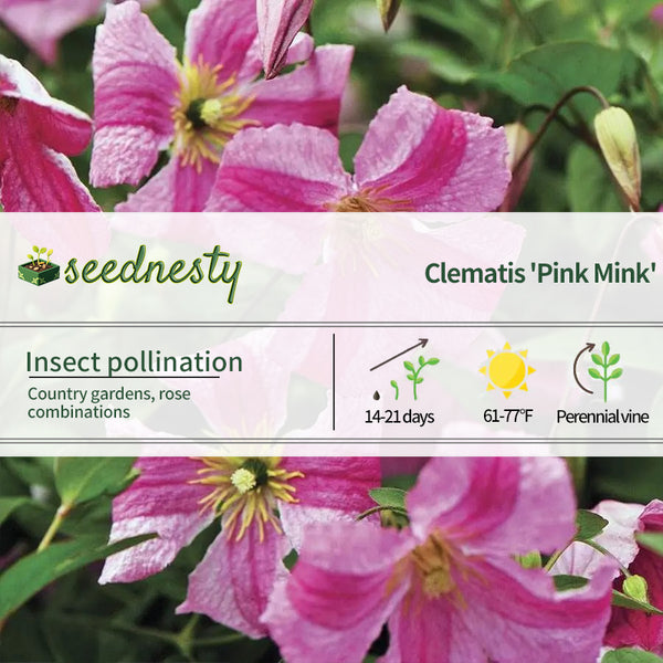 Clematis Pink Mink Seeds