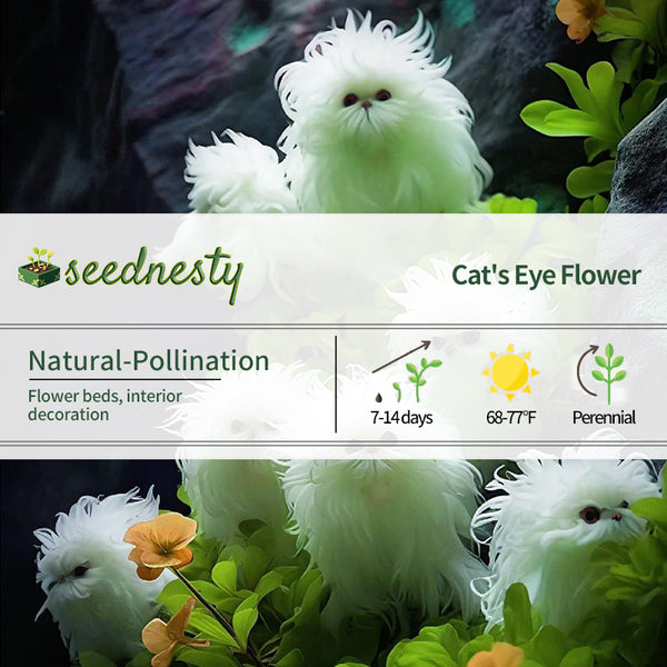 Dazzle Long Hair Curly White Flower Seeds