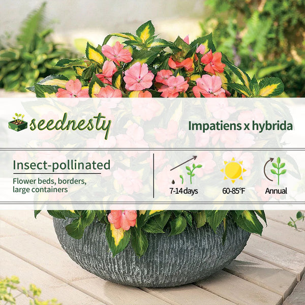 SunPatiens Vigorous Variegated Salmon Seeds