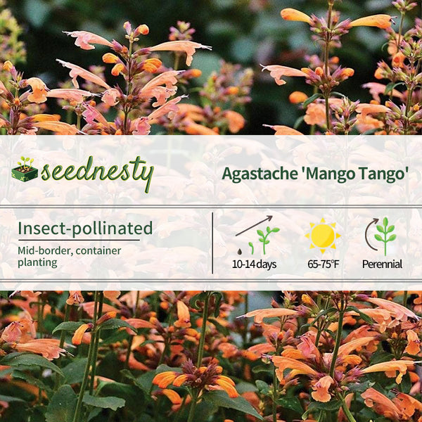 Agastache 'Mango Tango' Hyssop Seeds