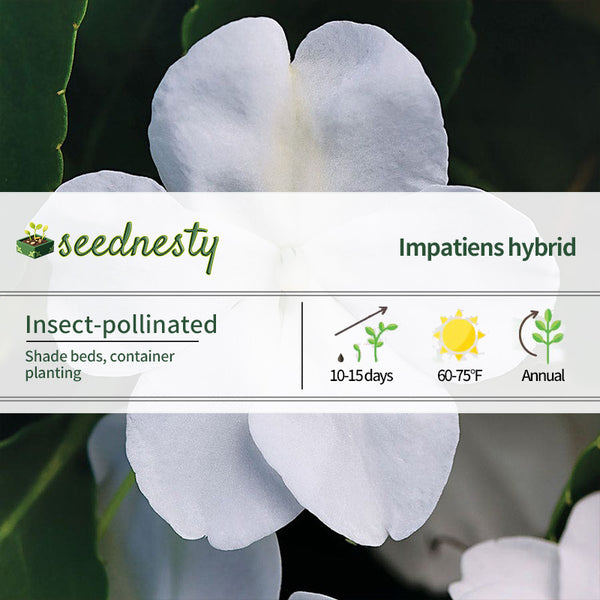 Beacon White Hybrid Impatiens Seeds
