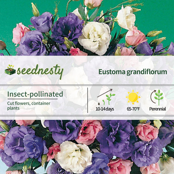 Echo Mix Lisianthus Seeds