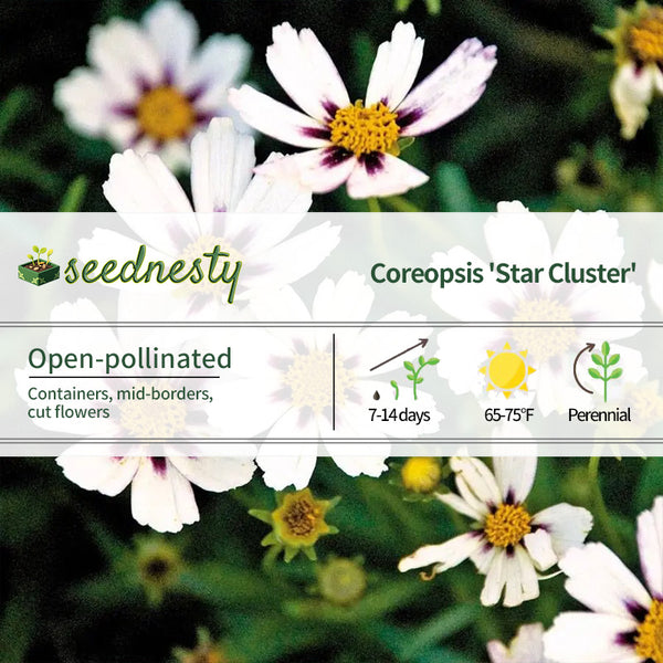 Coreopsis Big Bang 'Star Cluster'
