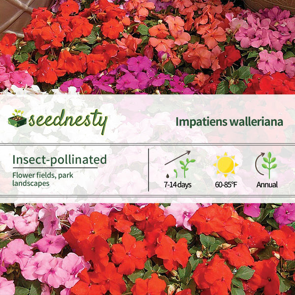 Xtreme Mix Hybrid Impatiens Seeds
