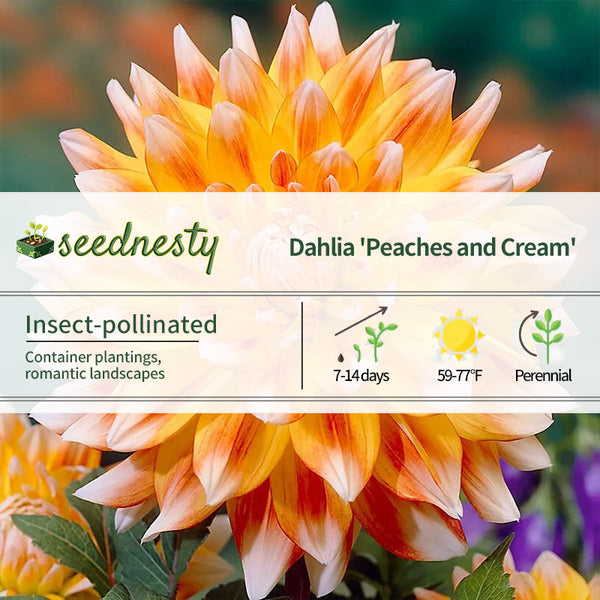 Dahlia 'Peaches and Cream' Seeds