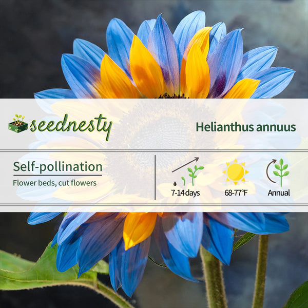 Twin-Blossom Blue Over Yellow Sunflower Seeds