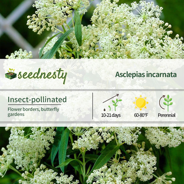 Asclepias 'Ice Ballet' Milkweed Seeds