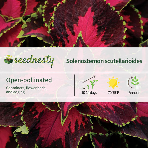 Chocolate Covered Cherry Coleus Seeds