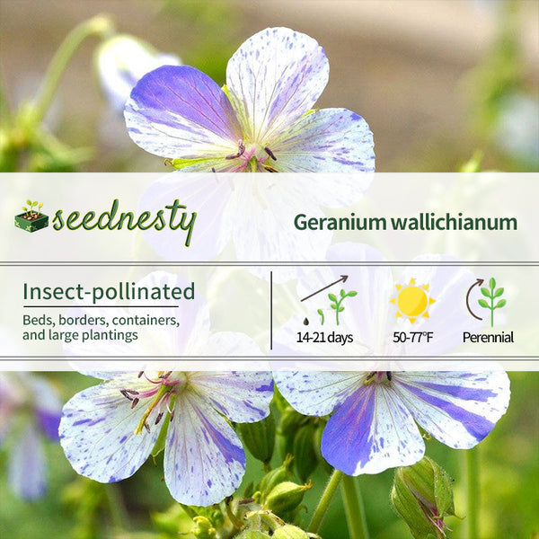 Geranium 'Delft Blue' Seeds