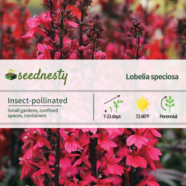 Starship Deep Rose Lobelia Seeds