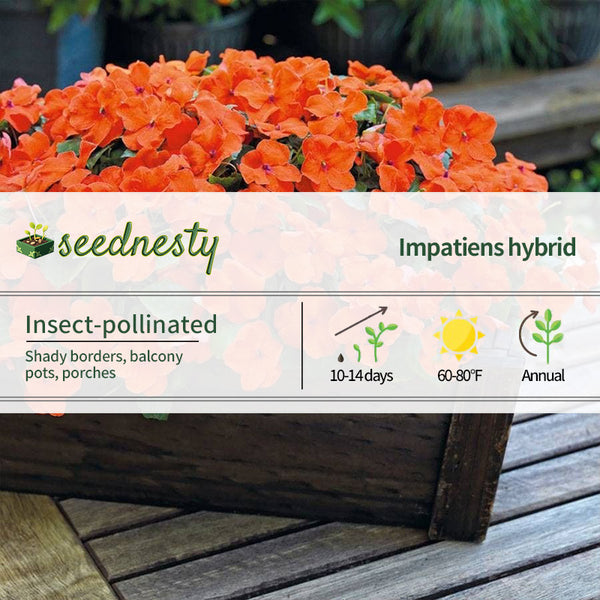 Shady Lady II Orange Hybrid Impatiens Seeds