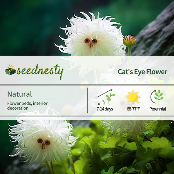 Cat's Eye Dazzle-Curly White Seeds