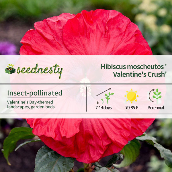 Hibiscus Summerific 'Valentine's Crush' Rose Mallow Seeds