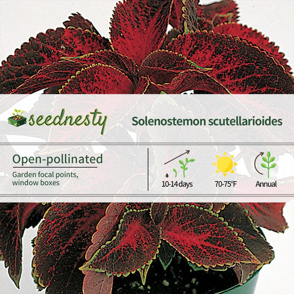 Wizard Velvet Red Coleus Seeds